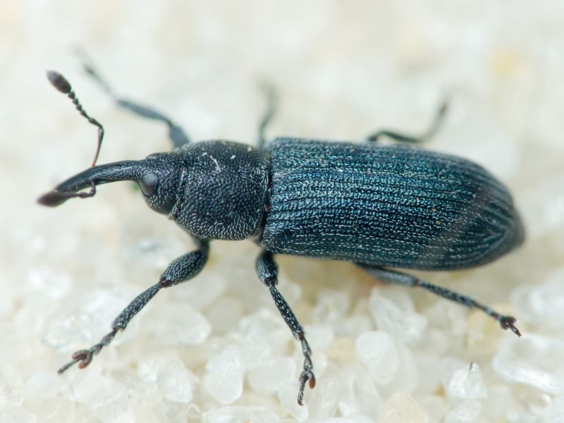 Mecinus Germar, 1821